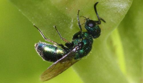 Trichrysis cyanea